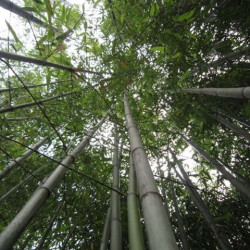 시원한 대나무 숲에서 찍었던 사진